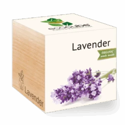 Ecocube Lavender